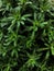 Galium aparine cleavers, goosegrass and grip grass close-up In the spring