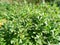 Galium aparine noxious plant in agriculture, weed close-up