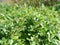 Galium aparine noxious plant in agriculture, weed close-up