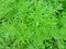 Galium aparine noxious plant in agriculture, weed close-up