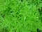 Galium aparine noxious plant in agriculture, weed close-up