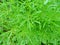 Galium aparine noxious plant in agriculture, weed close-up