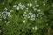 Galium odoratum with white flowers
