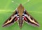 Galium Sphinx Moth