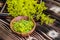 Galium verum, lady bedstraw or yellow bedstraw used in alternative medicine in wooden plate on a vintage table next