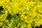 Galium verum lady`s bedstraw yellow bedstraw yellow flowers macro selective focus