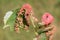 Gall caused by maple bladder-gall mite or Vasates quadripedes on Silver Maple Acer saccharinum leaf