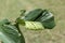 Gall of Elm-currant aphid Eriosoma ulmi on leaf of Ulmus glabra or Wych elm
