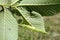 Gall of Elm-currant aphid Eriosoma ulmi on leaf of Ulmus glabra or Wych elm