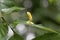 Gall of the elm sack gall aphid Tetraneura ulmi