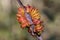 Gall on Eucalypt Tree limb