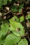 Gall on leaf