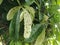 Gall midge in Devil tree leaf.
