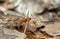 Gall midget, Cecidomyiidae laying eggs in fir wood