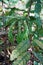 Gall mites infected on host plant, rain forest tree, Thailand