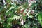 Gall mites infected on host plant, rain forest tree, Thailand