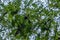 Gall oak tree from below, with gall nuts growing on branches and blue sky