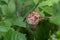 Gall on a tree branch closeup