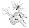 Gall Wasp vintage illustration