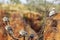 A Gallah Eolophus roseicapilla and Spinifex pigeons Geophaps plumifera on dried tree in Australia Red Centre desert.