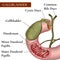 Gallbladder. Bile duct.