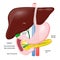 Gallbladder duct. anatomy of the pancreas, liver, duodenum and s