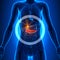 Gallbladder / Pancreas - Female Organs - Human Anatomy