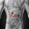 Gallbladder / Pancreas - Male anatomy of human organs - x-ray view