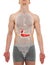 Gallbladder Pancreas Male - Internal Organs Anatomy - 3D illustration