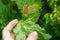 Gallic aphid on the leaves of red currant. The pest damages the currant leaves, red bumps on the leaves of the bush from