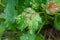 Gallic aphid on the leaves of red currant. The pest damages the currant leaves, red bumps on the leaves of the bush from