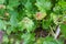 Gallic aphid on the leaves of red currant. The pest damages the currant leaves, red bumps on the leaves of the bush from