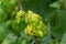 Gallic aphid on the leaves of red currant. The pest damages the currant leaves, red bumps on the leaves of the bush from