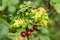 Gallic aphid on the leaves of red currant. The pest damages the currant leaves, red bumps on the leaves of the bush from