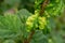 Gallic aphid on the leaves of red currant. The pest damages the currant leaves, red bumps on the leaves of the bush from