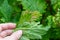 Gallic aphid on the leaves of red currant. The pest damages the currant leaves, red bumps on the leaves of the bush from