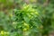 Gallic aphid on the leaves of red currant. The pest damages the currant leaves, red bumps on the leaves of the bush from the