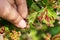 Gallic aphids on the leaves of currant. Control of garden and vegetable garden pests. Currant leaves affected by the pest