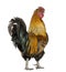 Gallic rooster, 5 years old