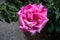 Gallic rose