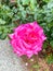 Gallic rose