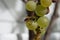 gallic wasp on ripe white grapes