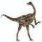 Gallimimus on White