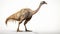 Gallimimus On White Background - Full Body Dinosaur Illustration