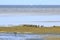 Gallinago gallinago, Common Snipe, Bekassine - at a wetland, Baltic Sea, Poland