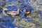 Gallinula chloropus, female Common Moorhen bird animal feeding her chick