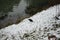 Gallinula chloropus on the snowy bank of the Wuhle River in December. The common moorhen is a bird species. Berlin, Germany