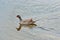 Gallinule-moorhed, female, bird swimming in a tropical lake