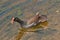 Gallinule-morehen, water bird chasing after her two chicks