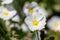 Gallipoli rose (cistus salviifolius) flowers